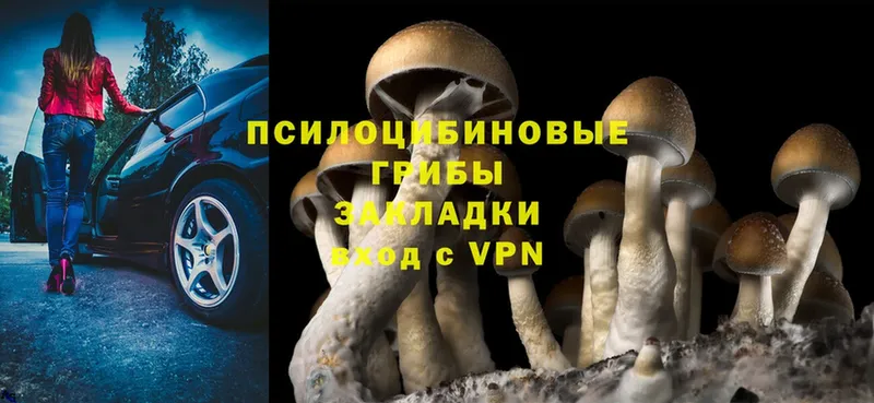 как найти   Заинск  Галлюциногенные грибы MAGIC MUSHROOMS 